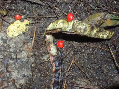 Adenanthera pavonina observed 2026-08-20