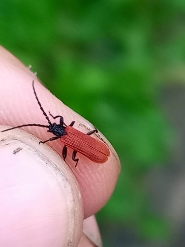 Platycis minutus