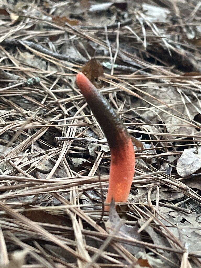 devil's dipstick · August 2026 · photo: Photo: (c) Oliver Hassell, some rights reserved (CC BY) · iNaturalist