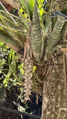 Billbergia zebrina, photograph (c) fmunoz, some rights reserved (CC BY)