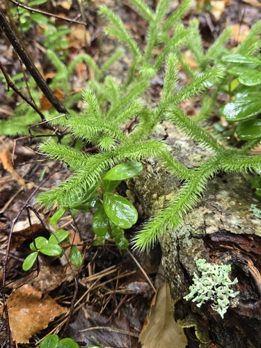 stag's-horn clubmoss