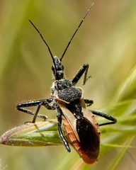 Rhynocoris ventralis