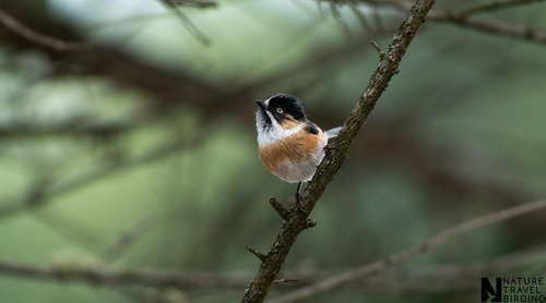 Black-browed Tit