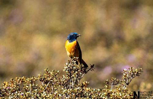 Blue-fronted Redstart