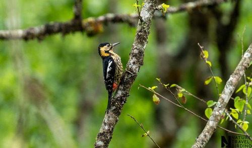 Darjeeling Woodpecker