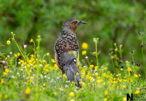 Giant Laughingthrush