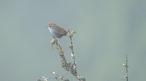 Gray-sided Bush Warbler