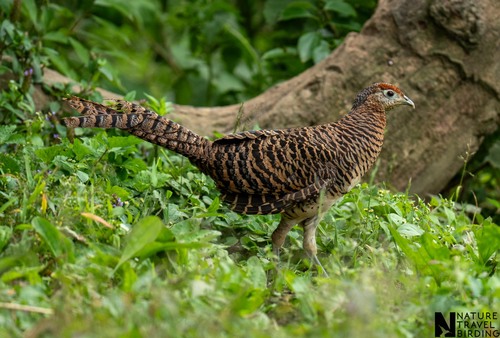 Lady Amherst's Pheasant
