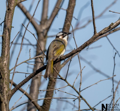 Light-vented Bulbul