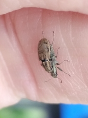 Sitona lineatus