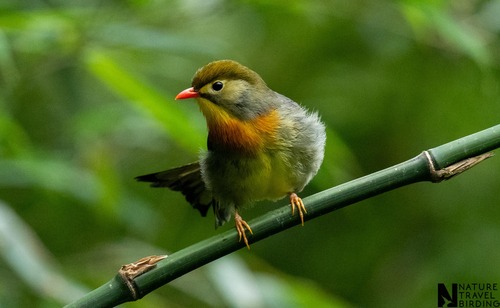 Red-billed Leiothrix