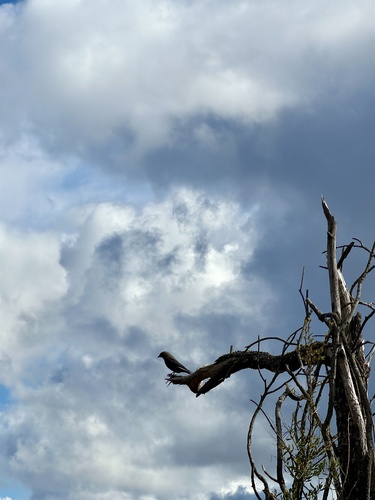 Dusky Woodswallow