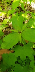 Trillium viride