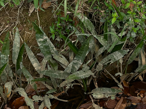 Cryptocoryne observed 2026-08-20
