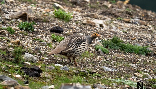 Tibetan Snowcock