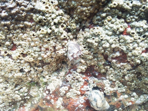 Stramonita rustica observed 2026-08-08