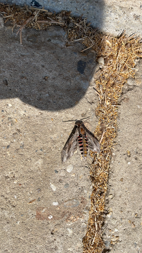 Convolvulus Hawkmoth