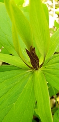 Trillium viride