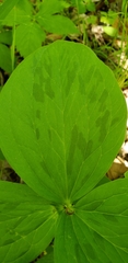 Trillium viride
