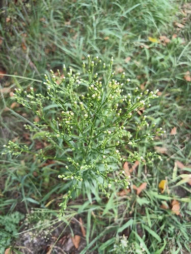 horseweed