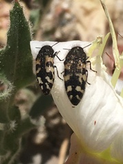 Acmaeodera diffusa