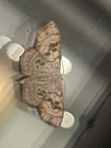 Scopula cuneilinea