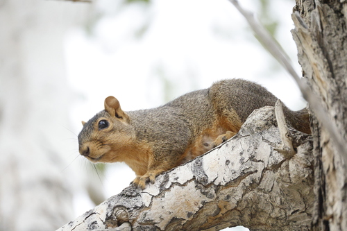 Eastern Fox Squirrel