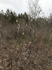 Amelanchier nantucketensis
