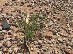 Salsola tragus