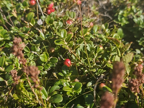 Lingonberry