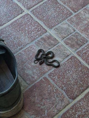 Green Whip Snake
