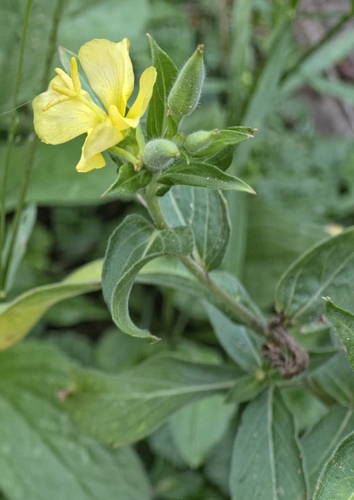 Oenothera parviflora, photograph 4