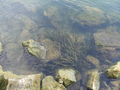 Vallisneria spiralis, photograph (c) DDutrey, some rights reserved (CC BY)