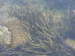Vallisneria spiralis