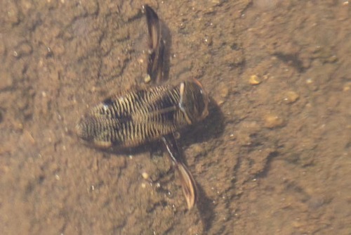 Graptocorixa abdominalis
