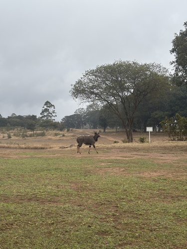 Nyala