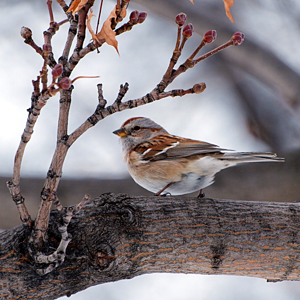 Western American Tree Sparrow