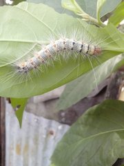 Lepidoptera