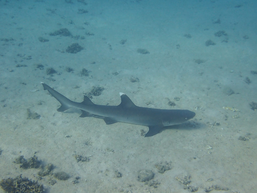 Whitetip reef shark swimming low over sandy bottom