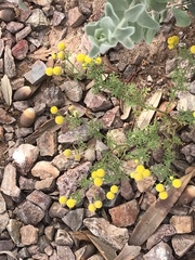 Oncosiphon pilulifer