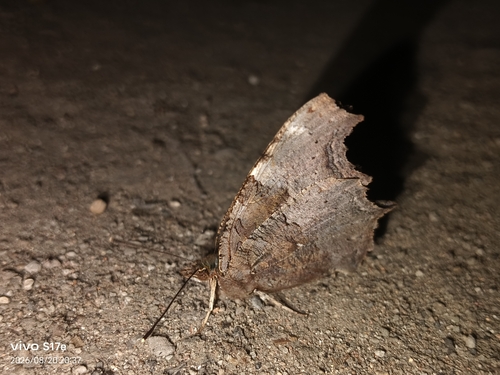Compton Tortoiseshell