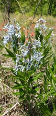 Amsonia illustris
