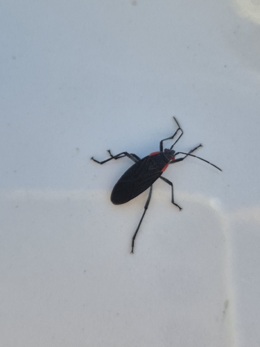 Red-shouldered Bug