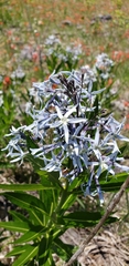 Amsonia illustris