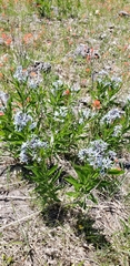 Amsonia illustris