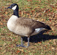 Branta canadensis parvipes
