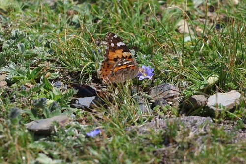 Painted Lady