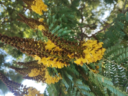 Cenostigma pluviosum, photograph 2
