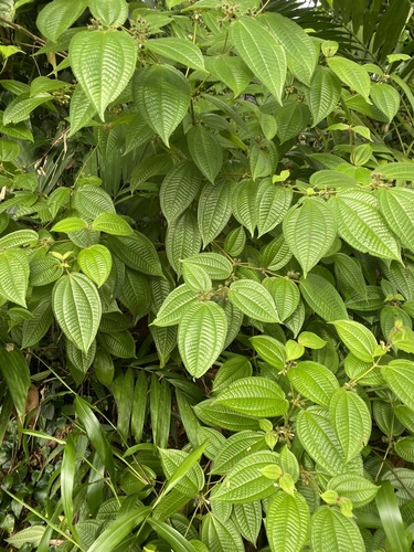 Miconia crenata observed 2026-08-20