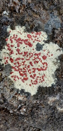 Alpine Bloodspot Lichen